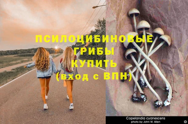 PSILOCYBIN Алексеевка